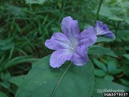 Ruellia strepens flower7.jpg